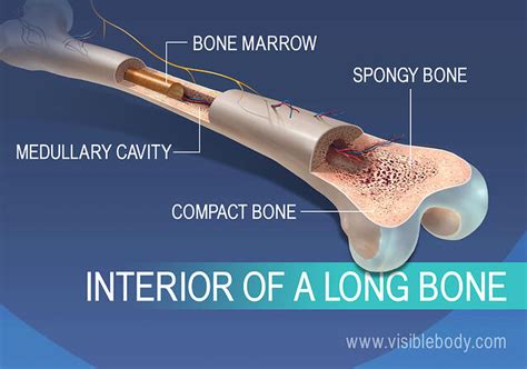 what is inside a bone figgerits